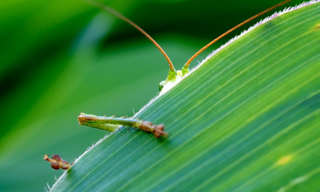 shy grasshopper